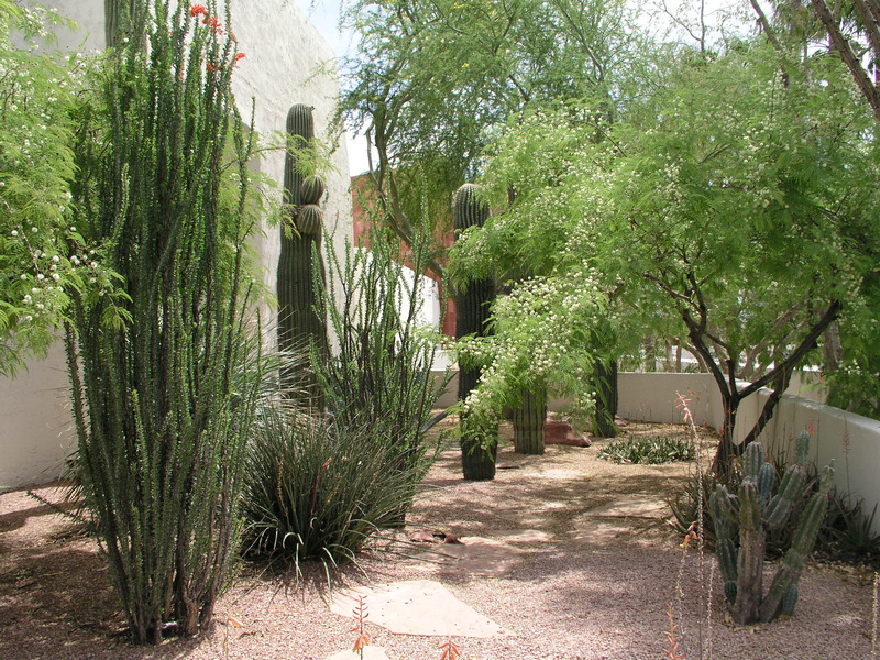 The-requisite-cactus-garden.jpg