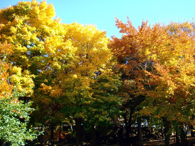 All-Color-Trees.jpg
