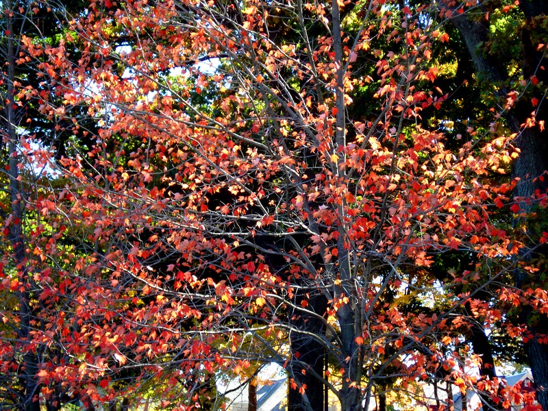Red-Trees.jpg